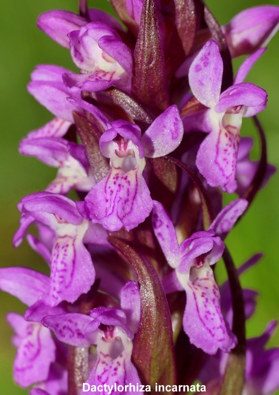 Una giornata tra le orchidee da Villetta Barrea a Scanno - 16 giugno 2021